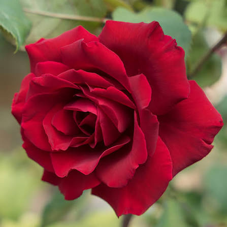 Rose Plants — Browse 1 varieties